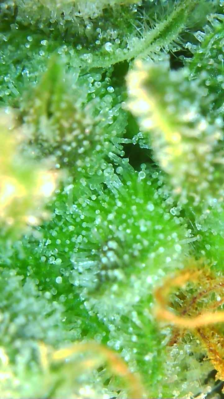 Trichomes 12-20-19 (7).jpg