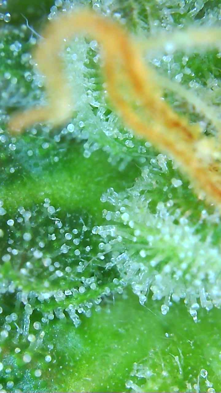 Trichomes 12-20-19.jpg