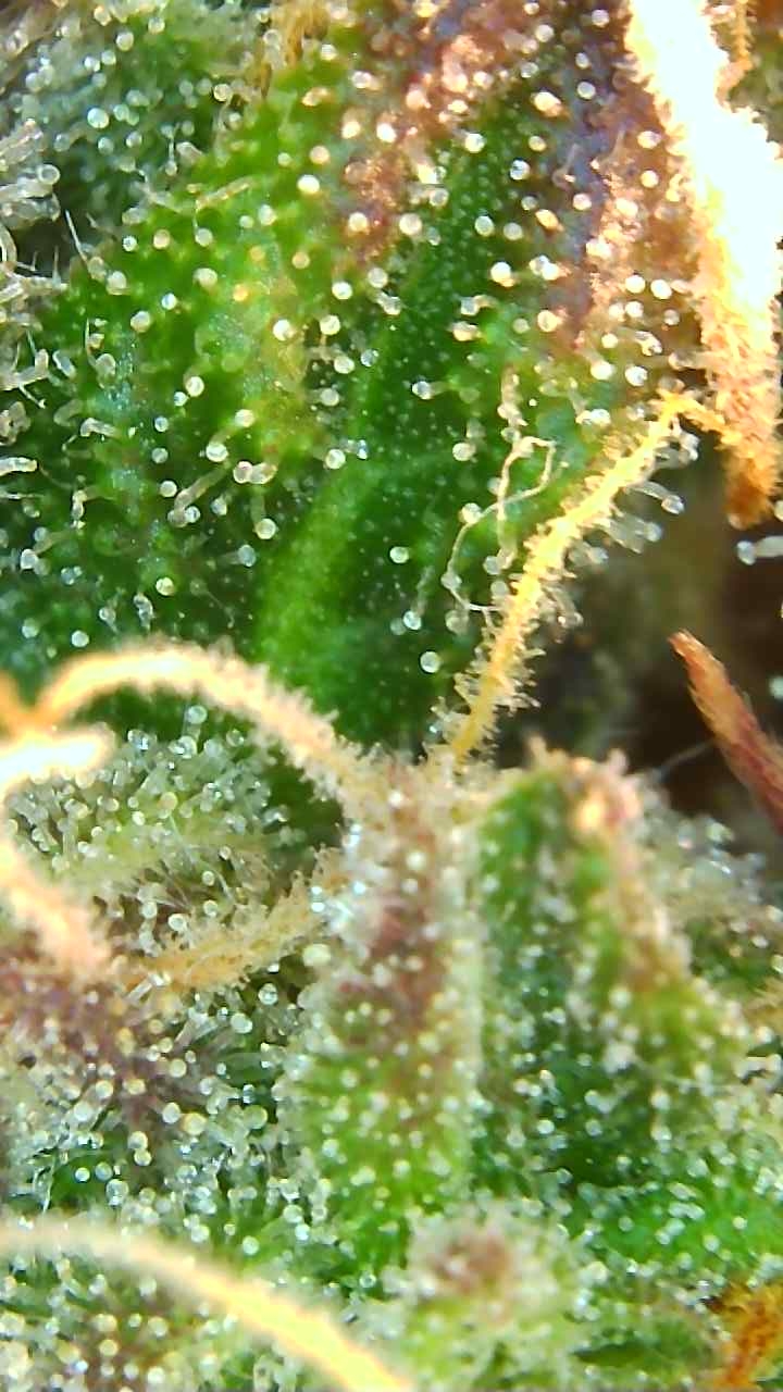 Trichomes 12-23-19 (1).JPG