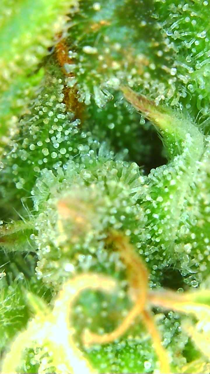 Trichomes 12-23-19 (2).JPG