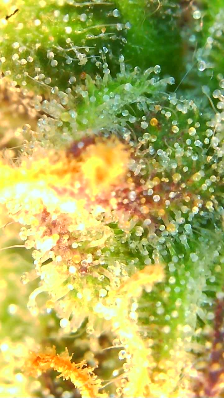 Trichomes 12-26-19.JPG