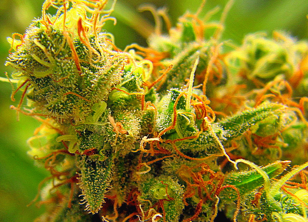 trichomes 2.jpg