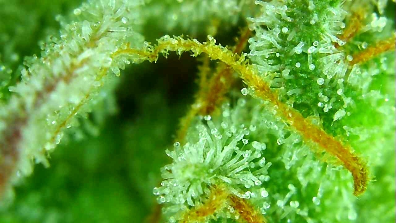 Trichomes 3-13-20 (NL).jpg