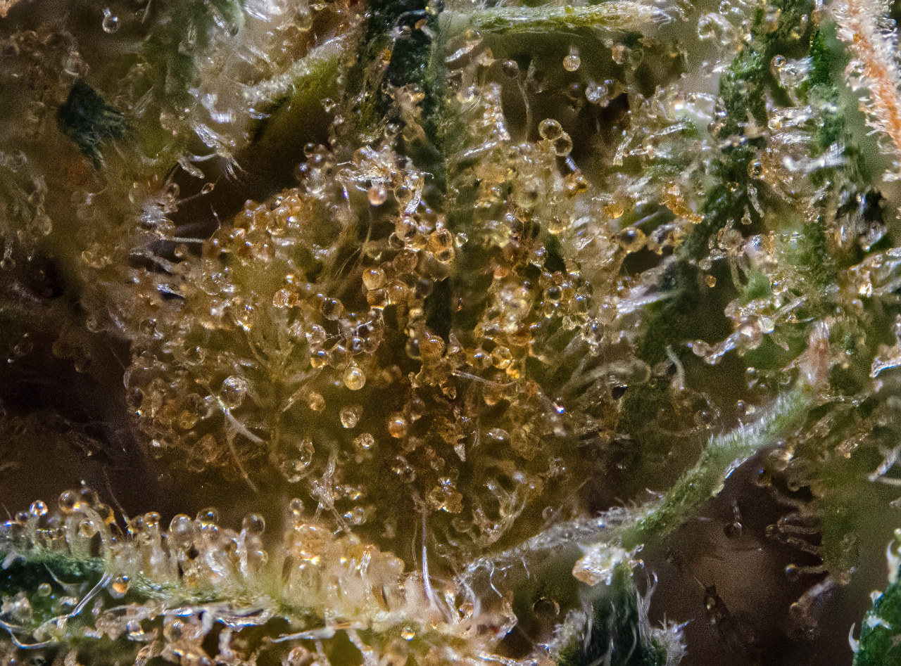 Trichomes after decarboxylation.jpg