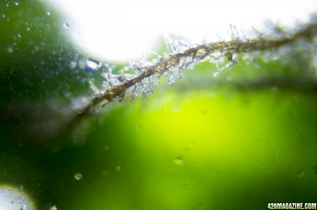 Trichomes and pistils