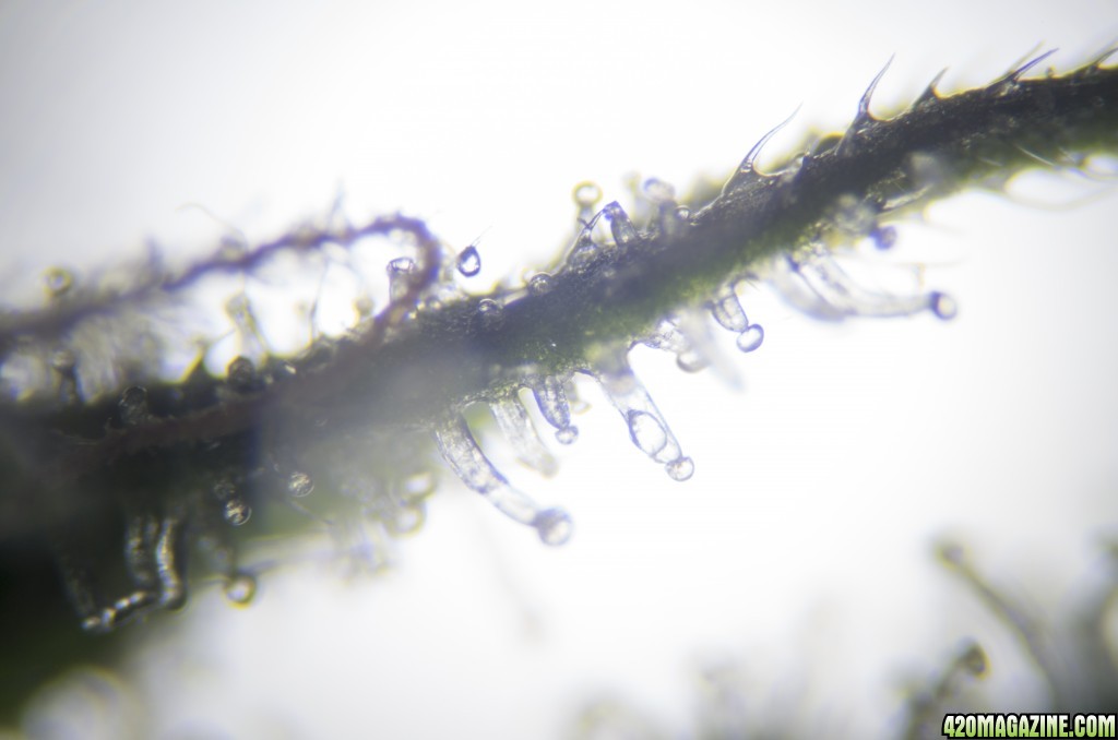 Trichomes and pistils