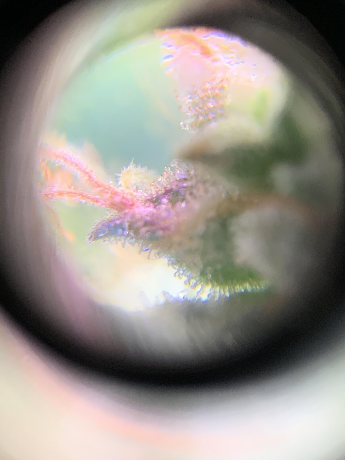 trichomes-bd.jpg