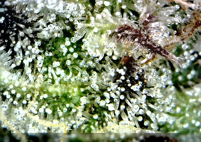 trichomes-bluedreamcbd.jpg