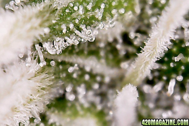 Trichomes Day 45