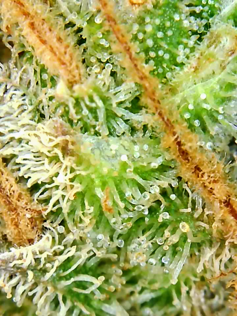 Trichomes Droughted BIG Bull