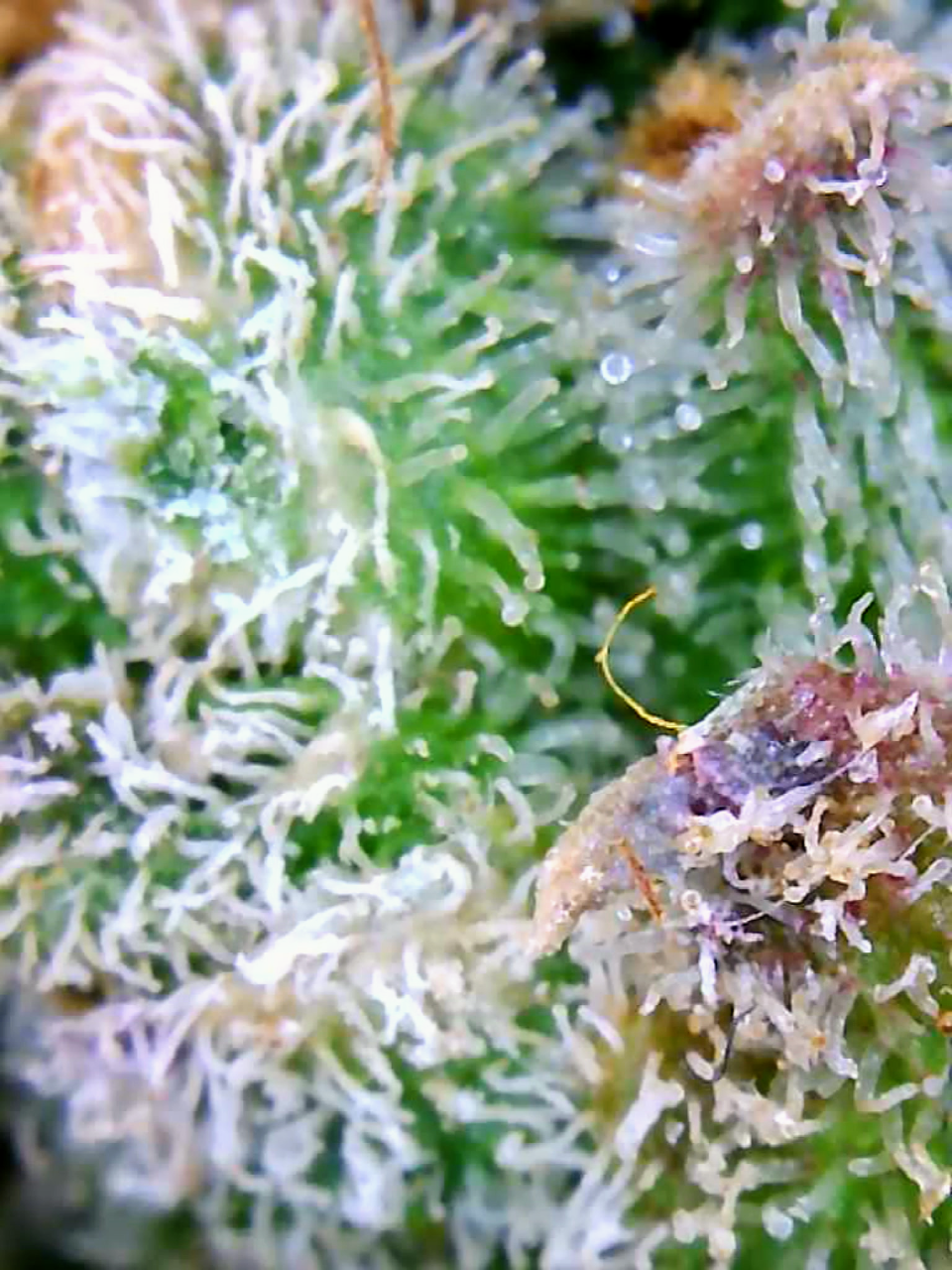 Trichomes Droughted BIG Bull