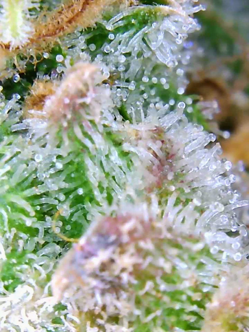 Trichomes Droughted BIG Bull