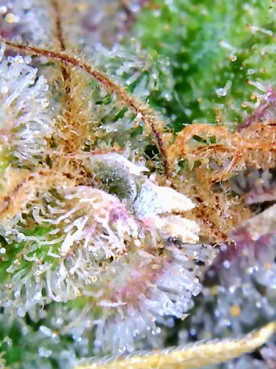 Trichomes Droughted BIG Bull