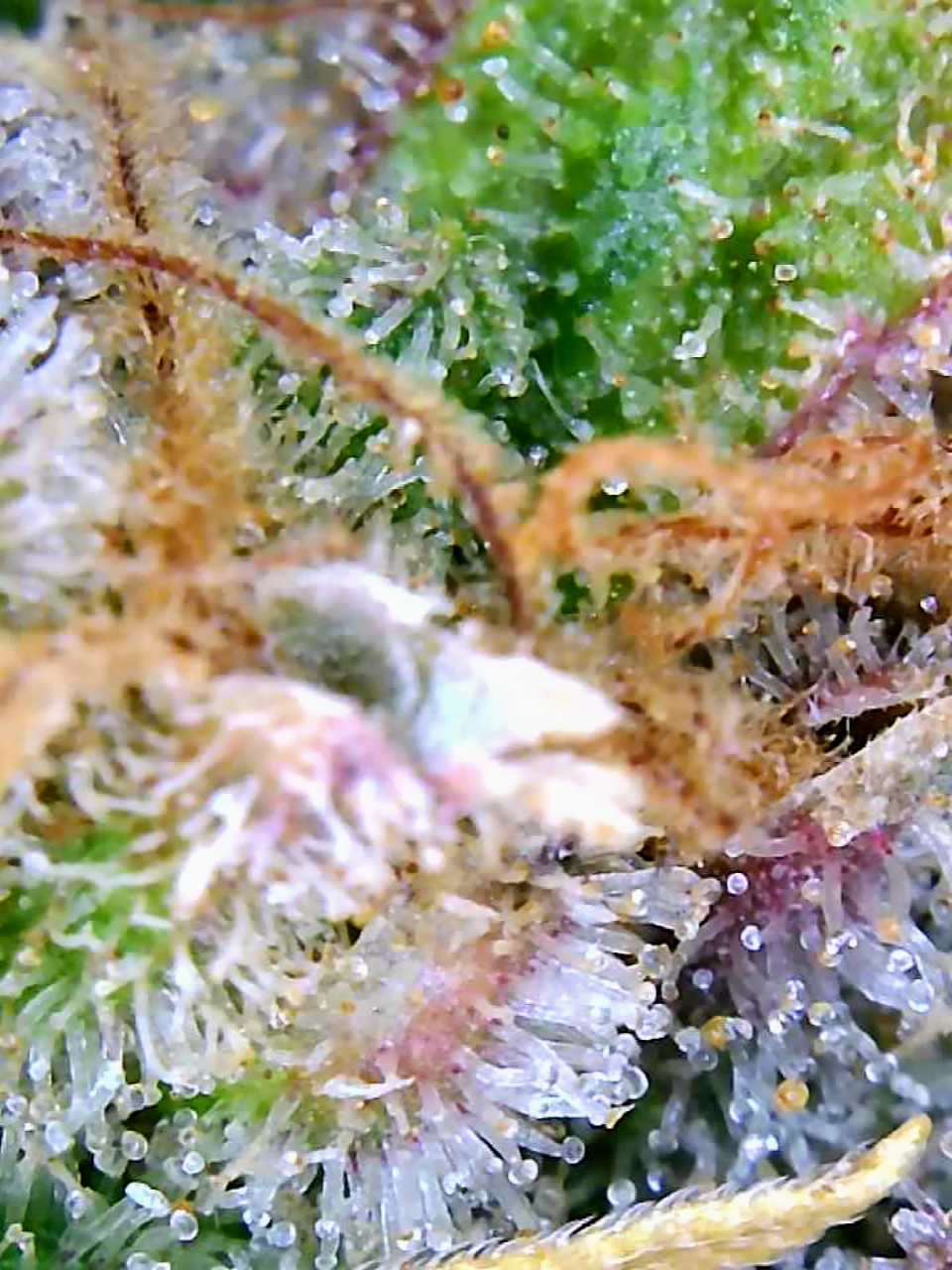 Trichomes Droughted BIG Bull