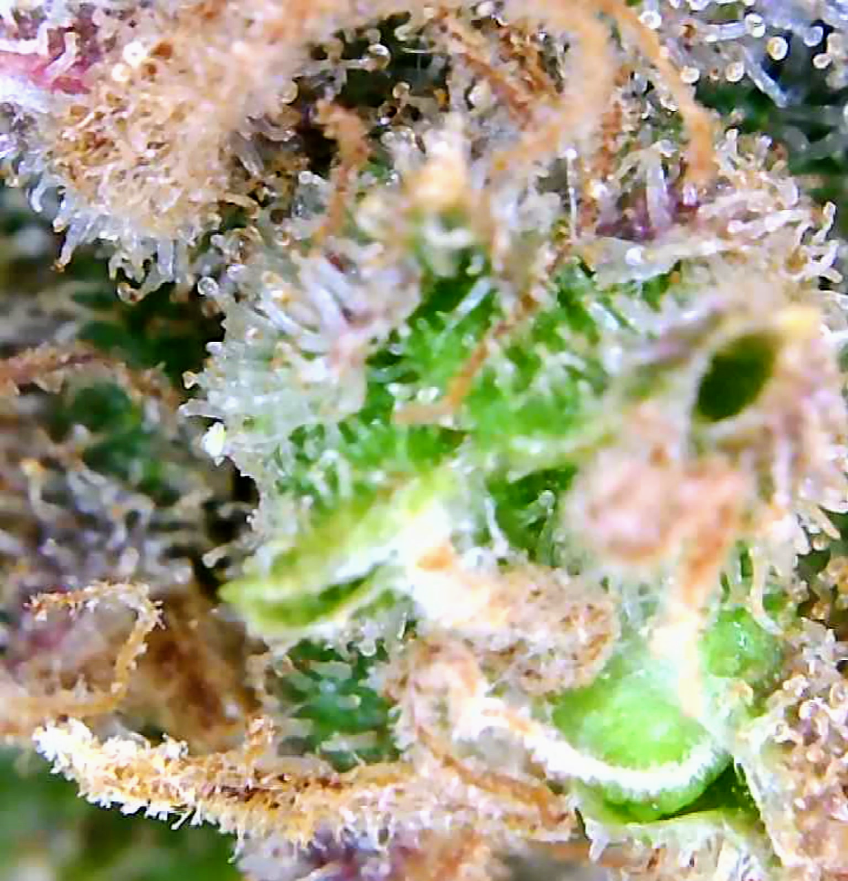 Trichomes Droughted BIG Bull