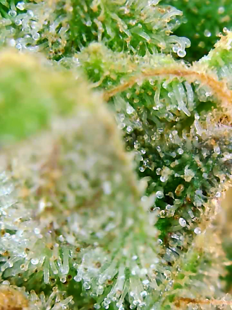 Trichomes Droughted BIG Bull