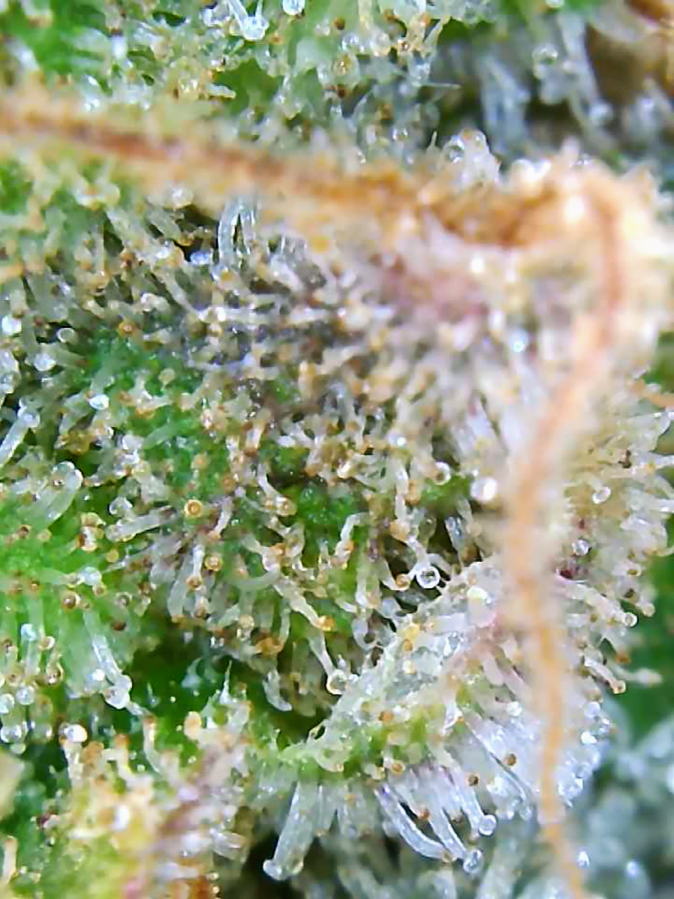 Trichomes Droughted BIG Bull