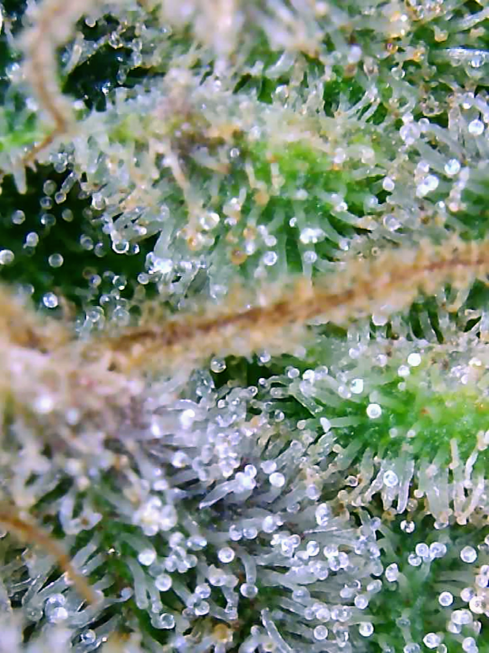 Trichomes Droughted BIG Bull