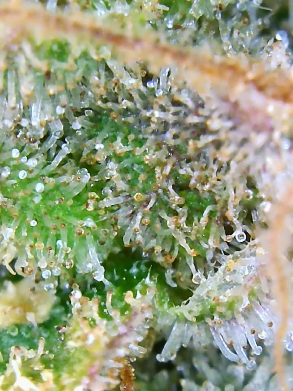 Trichomes Droughted BIG Bull