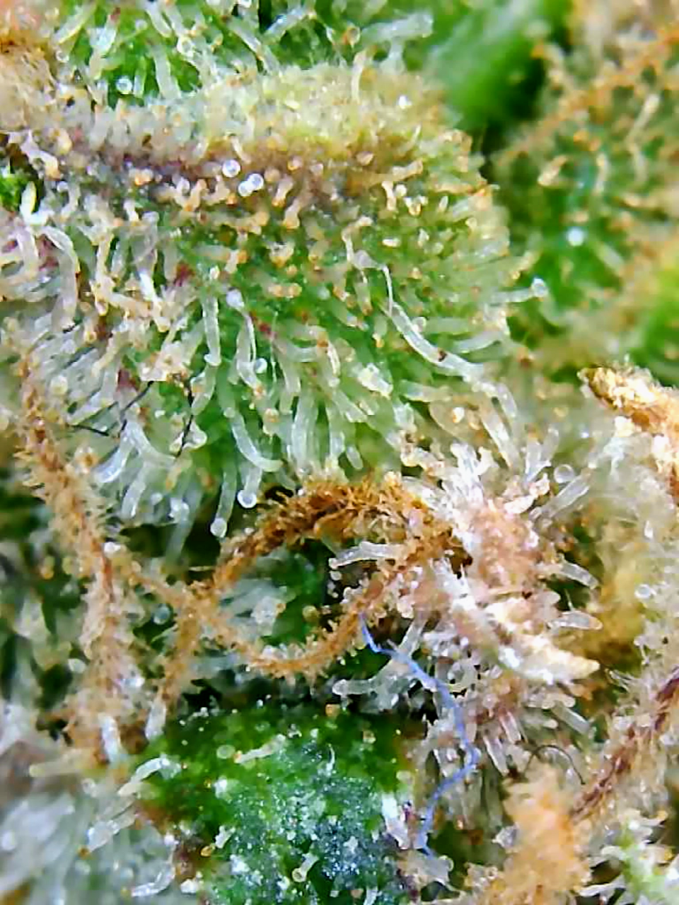 Trichomes Droughted BIG Bull