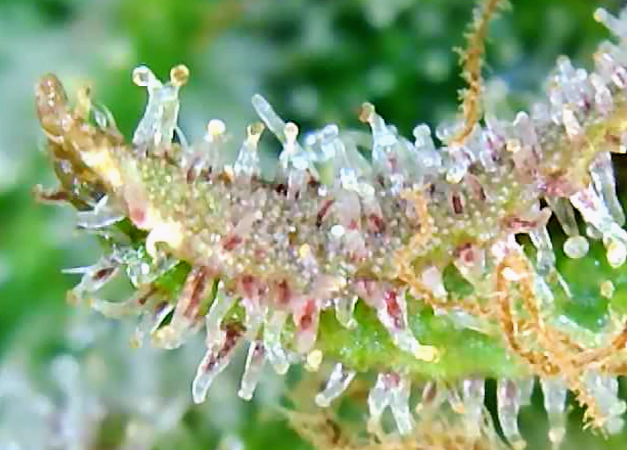 Trichomes Droughted BIG Bull