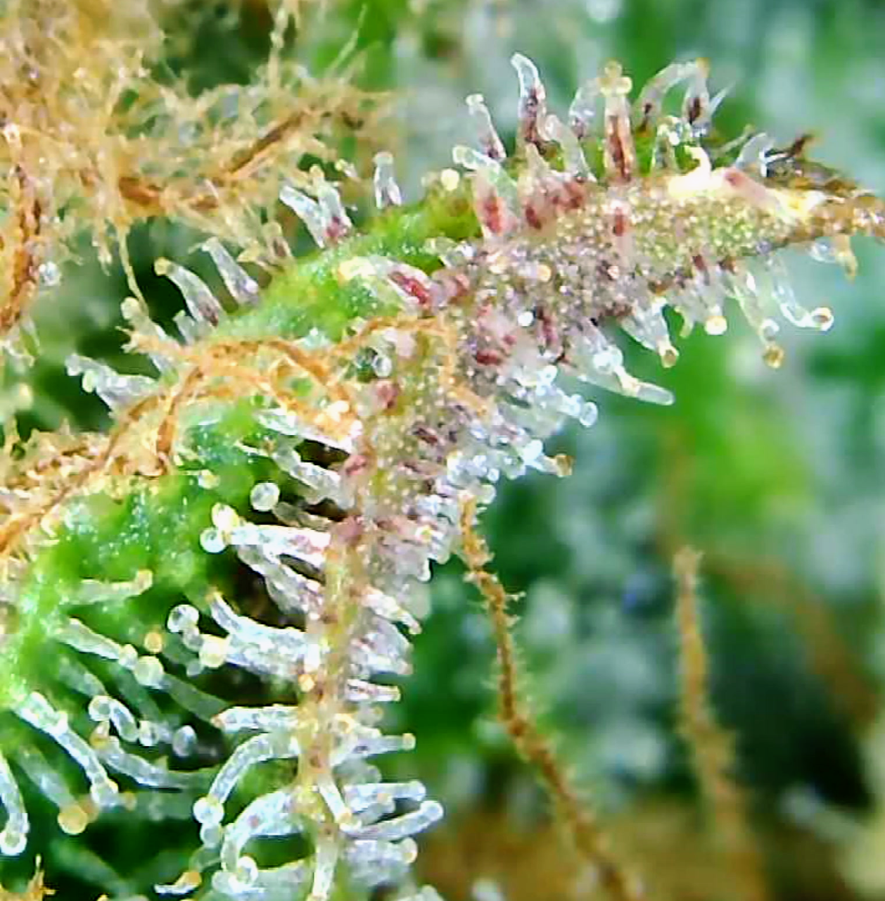 Trichomes Droughted BIG Bull