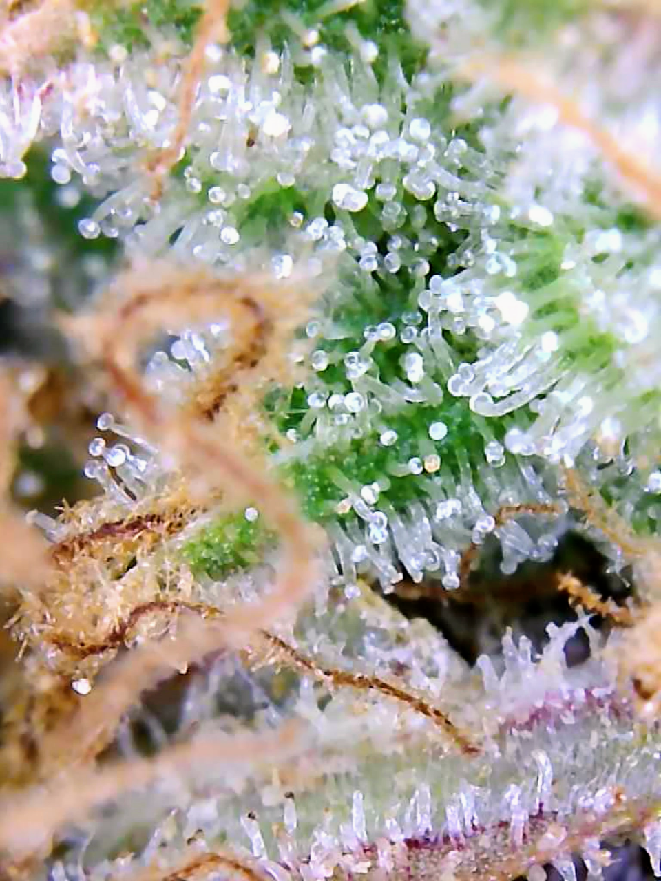 Trichomes Droughted BIG Bull