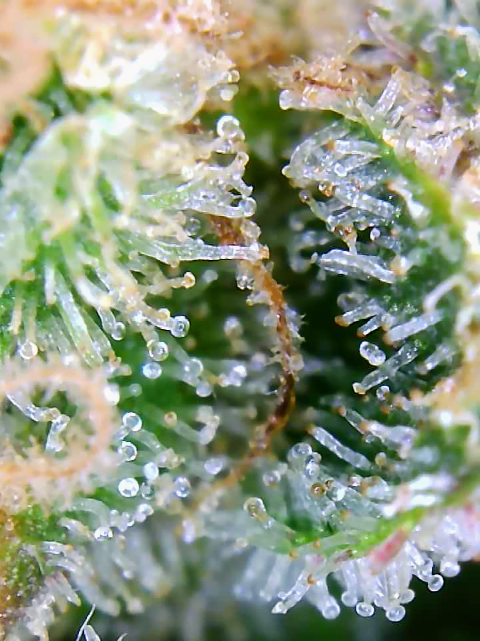 Trichomes Droughted BIG Bull