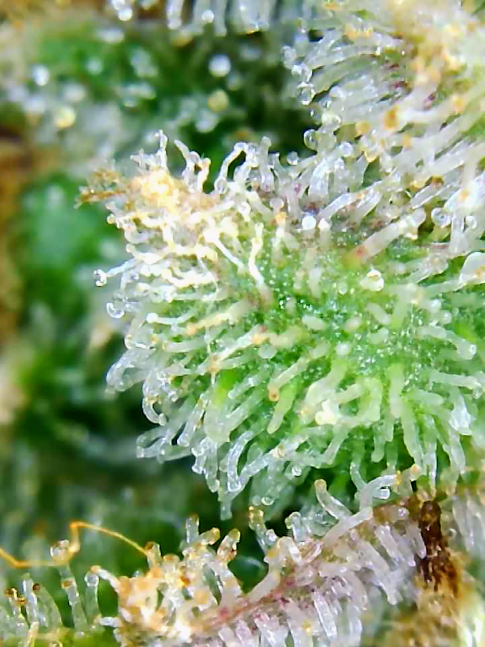 Trichomes Droughted BIG Bull