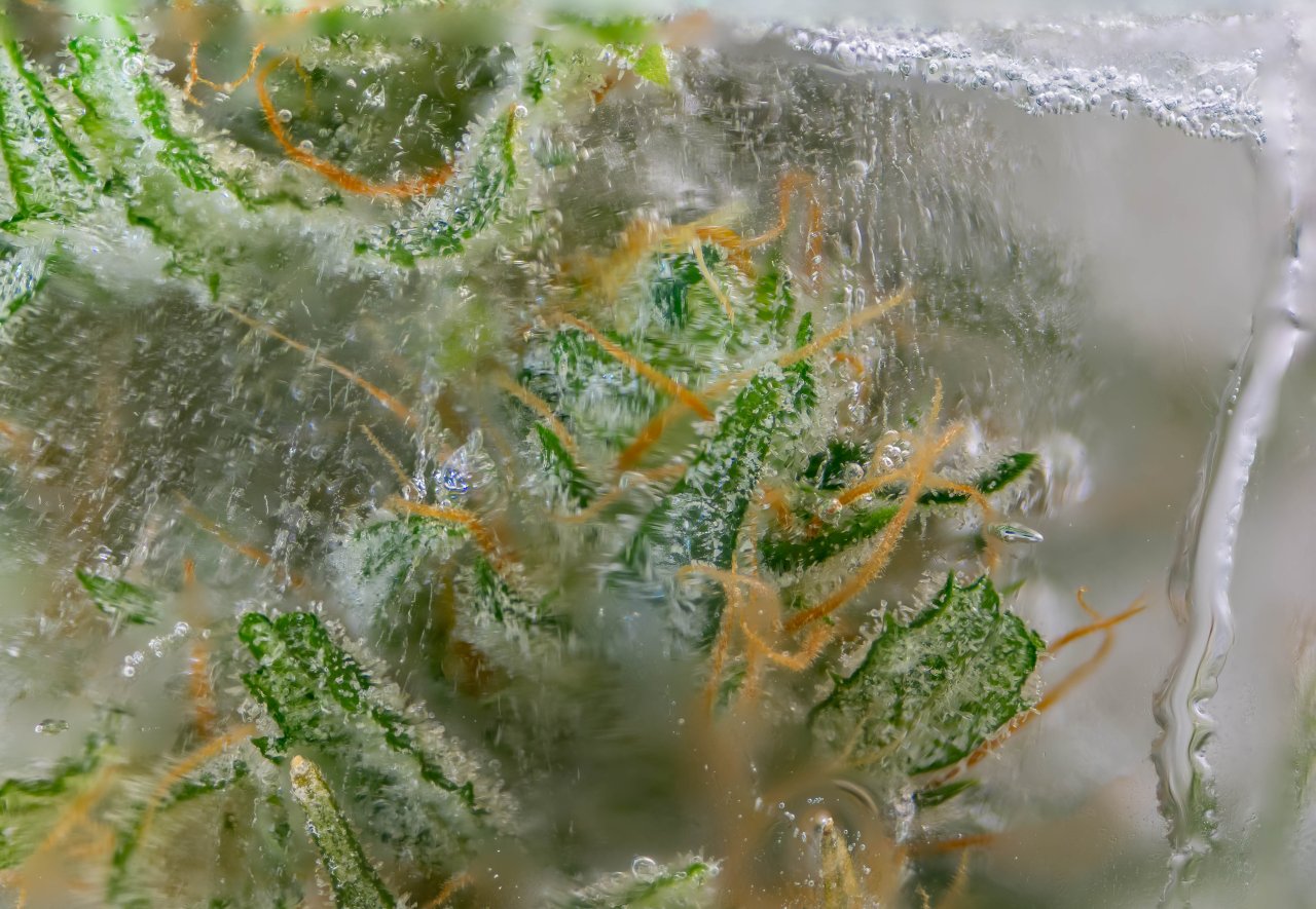 Trichomes frozen in Icenado.jpg