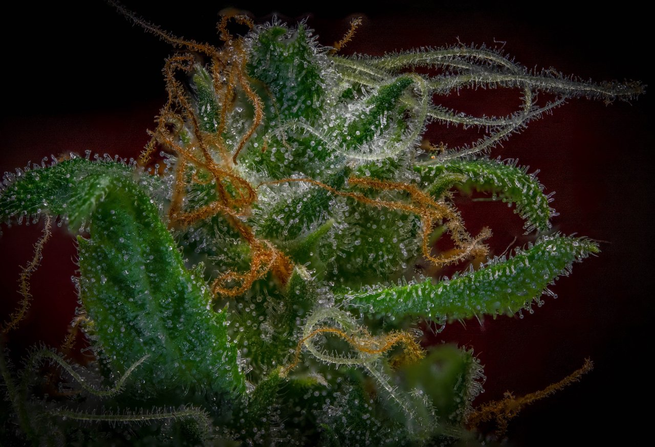 Trichomes Gorilla Zkittlez Barney's Farm.jpg