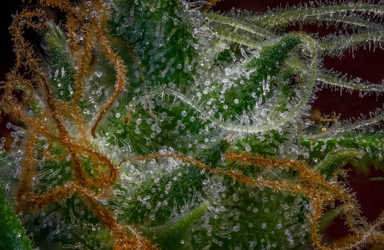 Trichomes Gorilla Zkittlez Barney's Farm.jpg