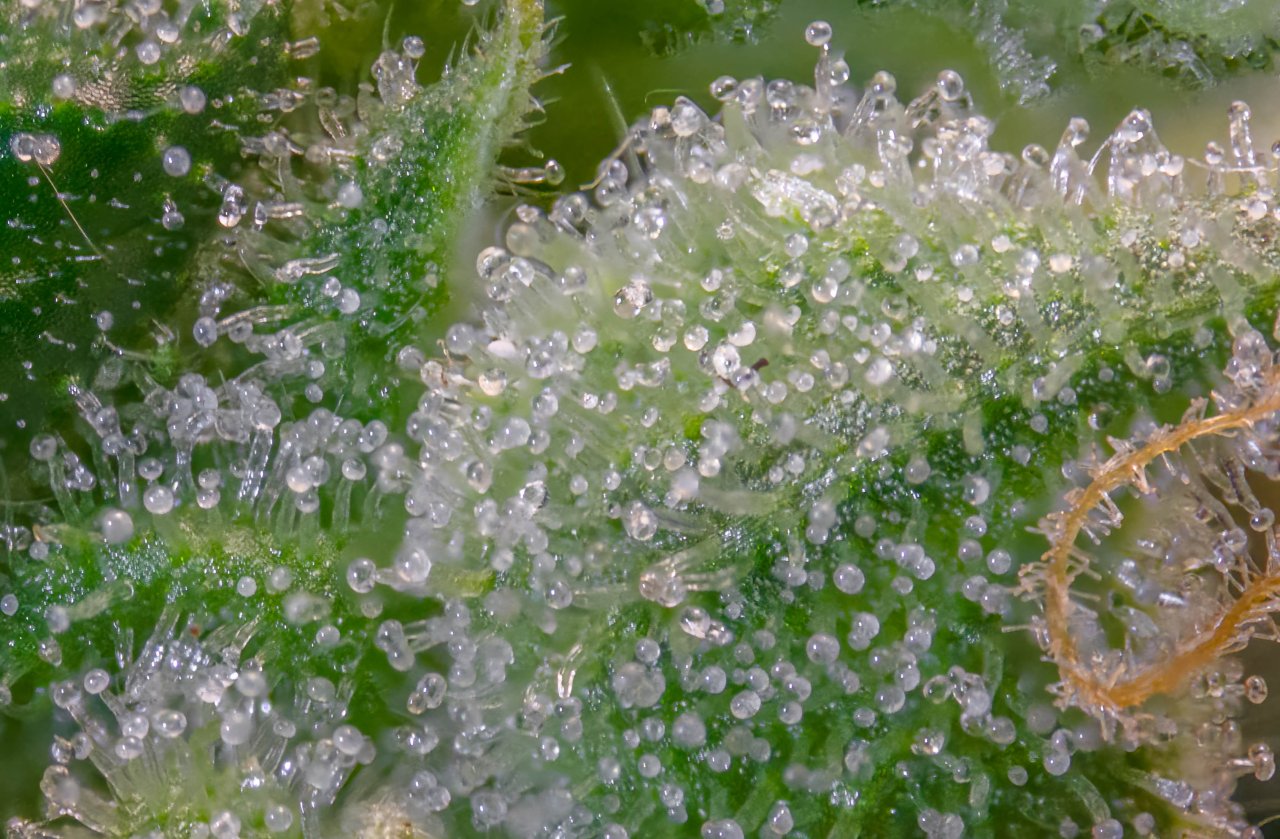 Trichomes Gorilla Zkittlez Barney's Farm.jpg