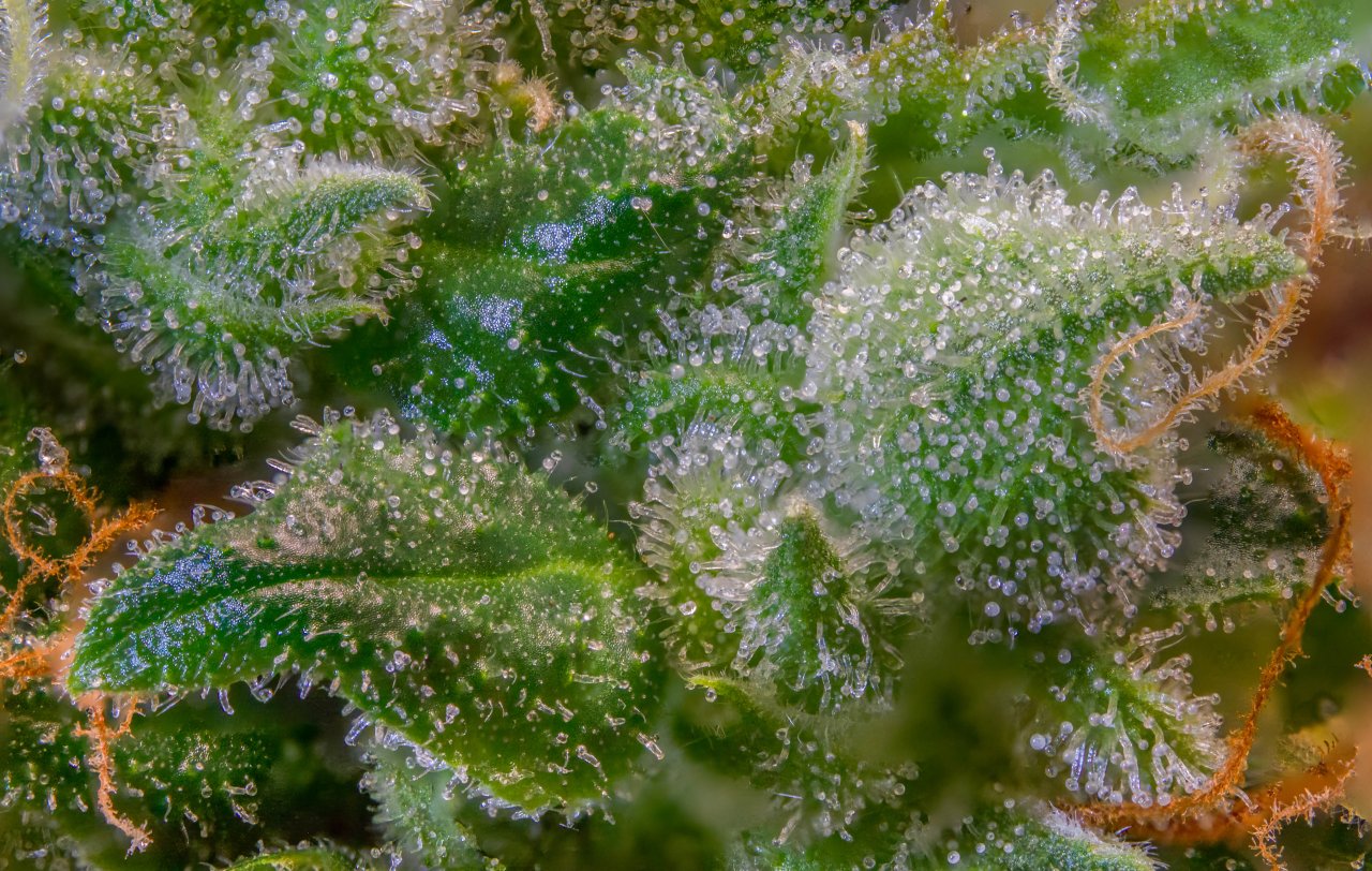 Trichomes Gorilla Zkittlez Barney's Farm.jpg