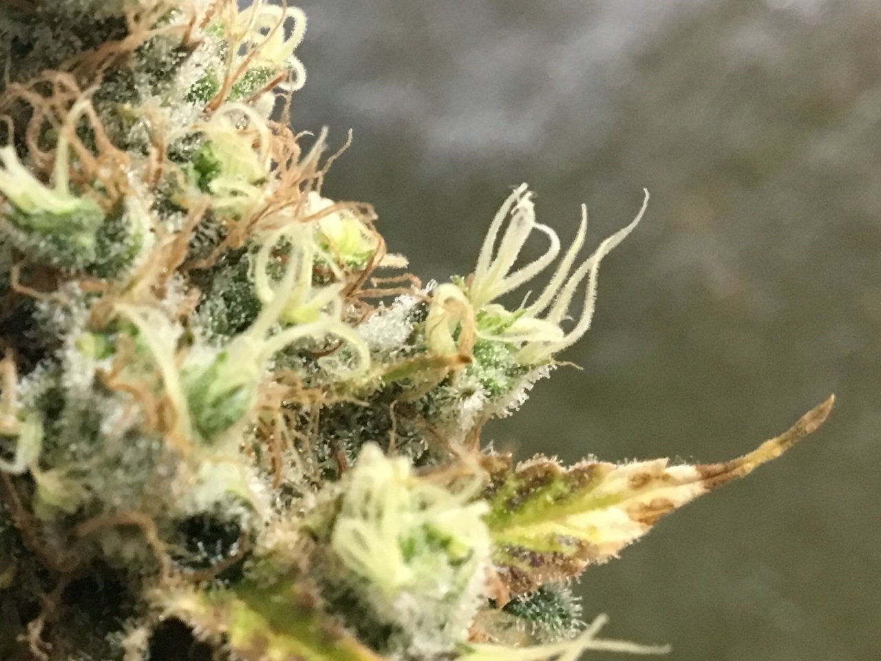 Trichomes marching along the edges