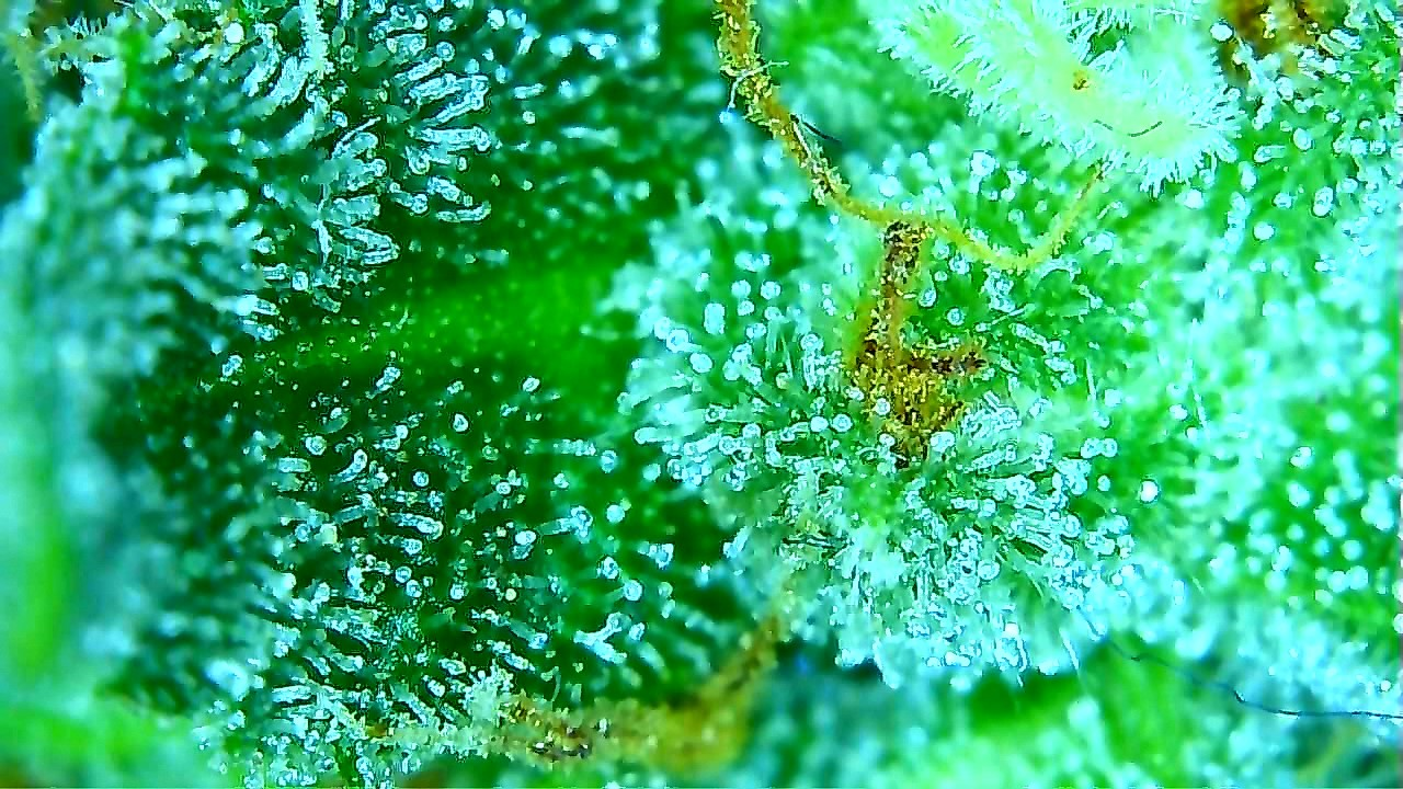 trichomes mm.png