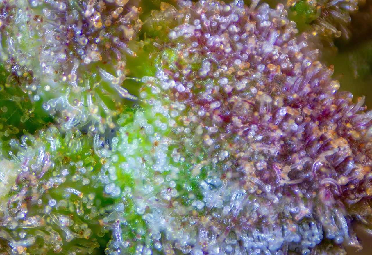 Trichomes Old Folks Home.jpg