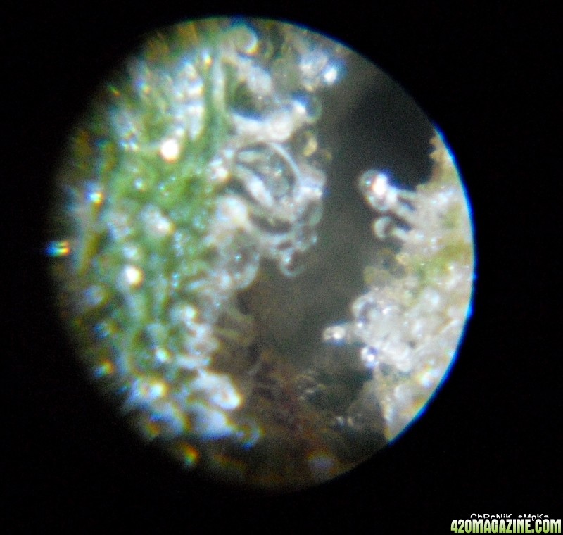 trichomes on c99xpurps