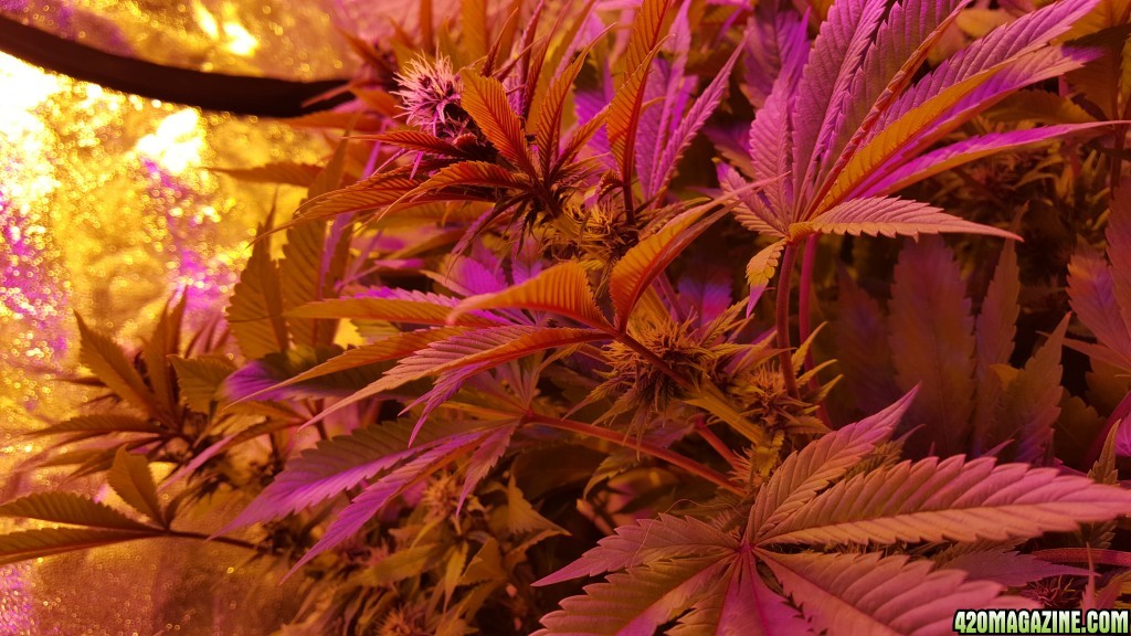 Trichomes on day 18