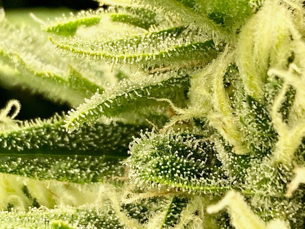 Trichomes on Titan #2.jpg