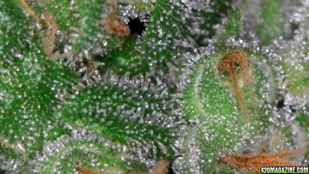 Trichomes ready for harvest?