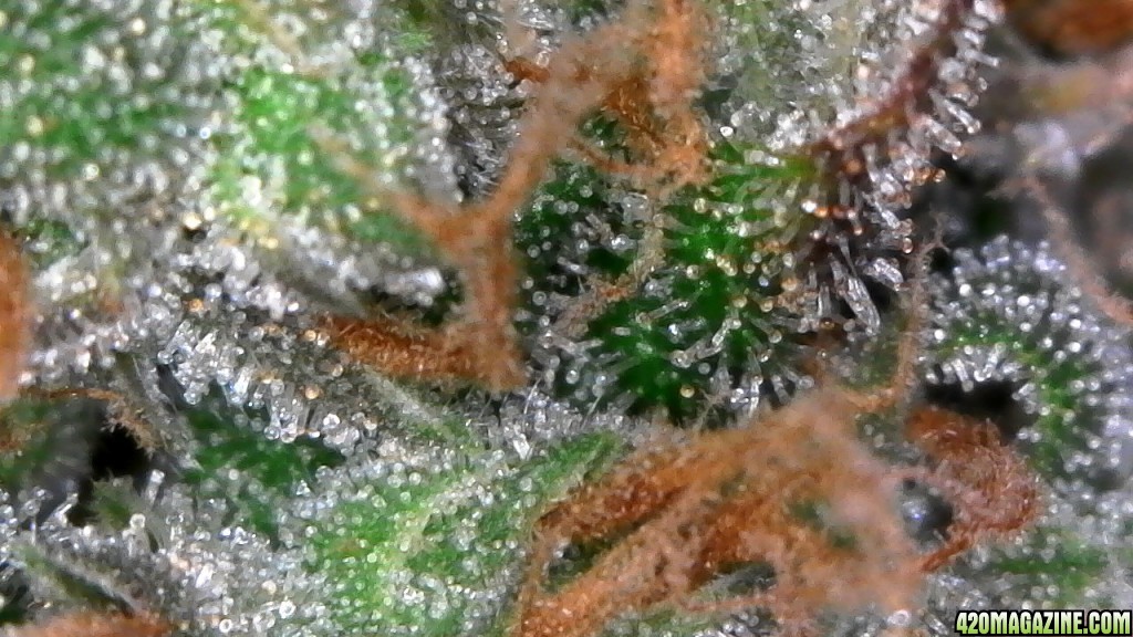 Trichomes ready for harvest?