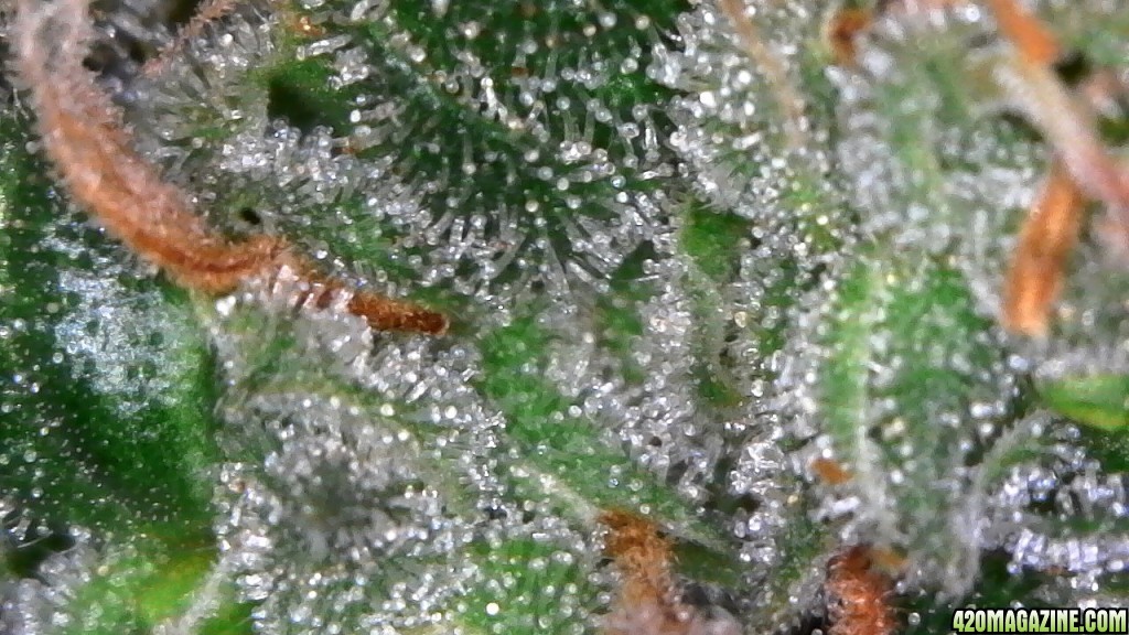 Trichomes ready for harvest?