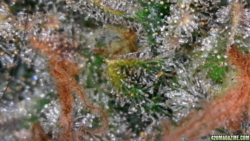 Trichomes ready for harvest?