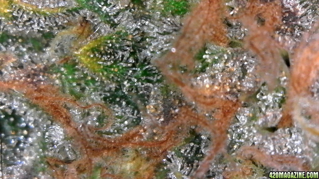 Trichomes ready for harvest?