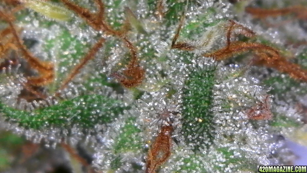 Trichomes ready for harvest?