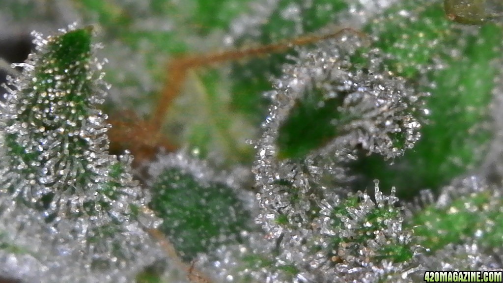 Trichomes ready for harvest?