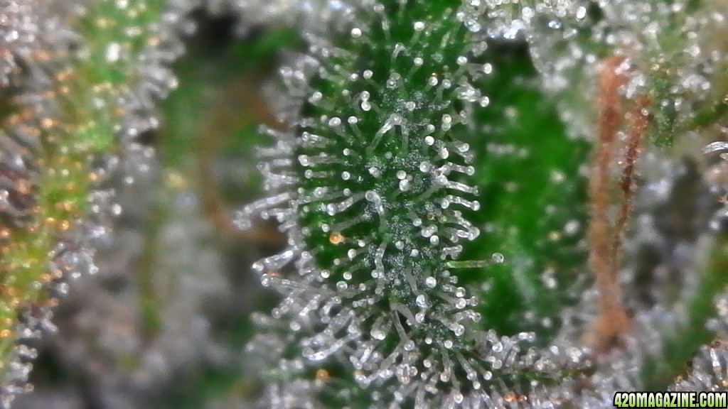 Trichomes ready for harvest?