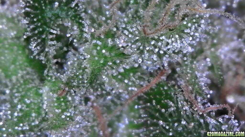 Trichomes ready for harvest?