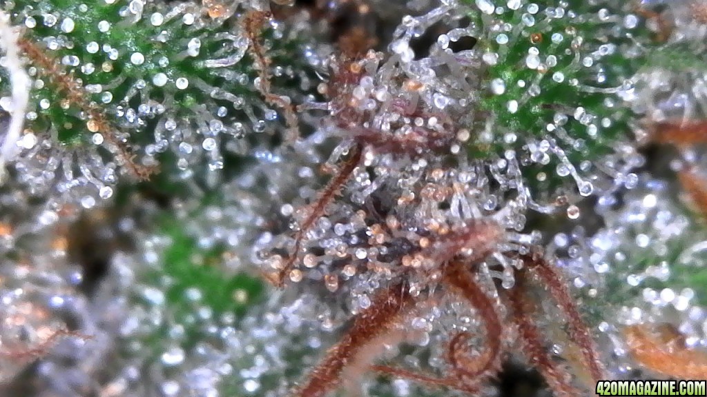 Trichomes ready for harvest?